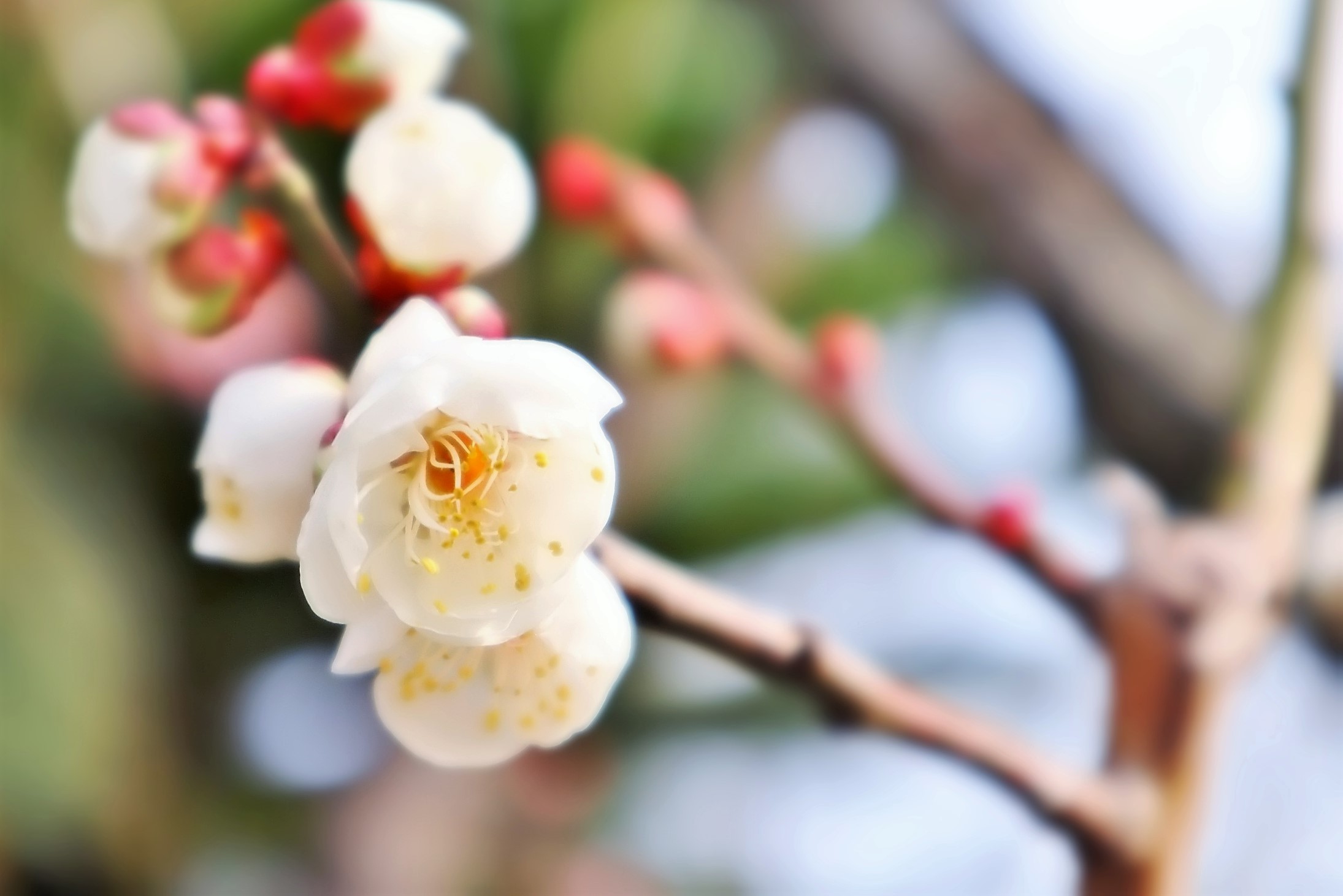 2月の日ごとの誕生花 あなたの誕生花は 人工植物と壁面装飾ならロジエ ジョー デザイン